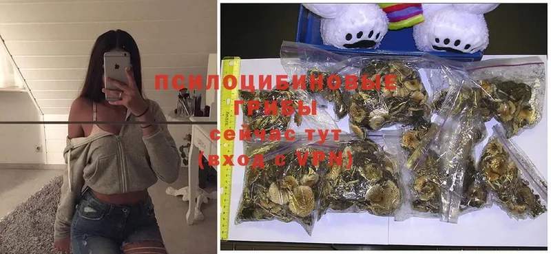 купить закладку  Кимры  Галлюциногенные грибы MAGIC MUSHROOMS 